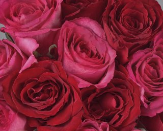 Букет из красных и розовых роз (Кения) 35-40 см под ленту     15 шт small - 3