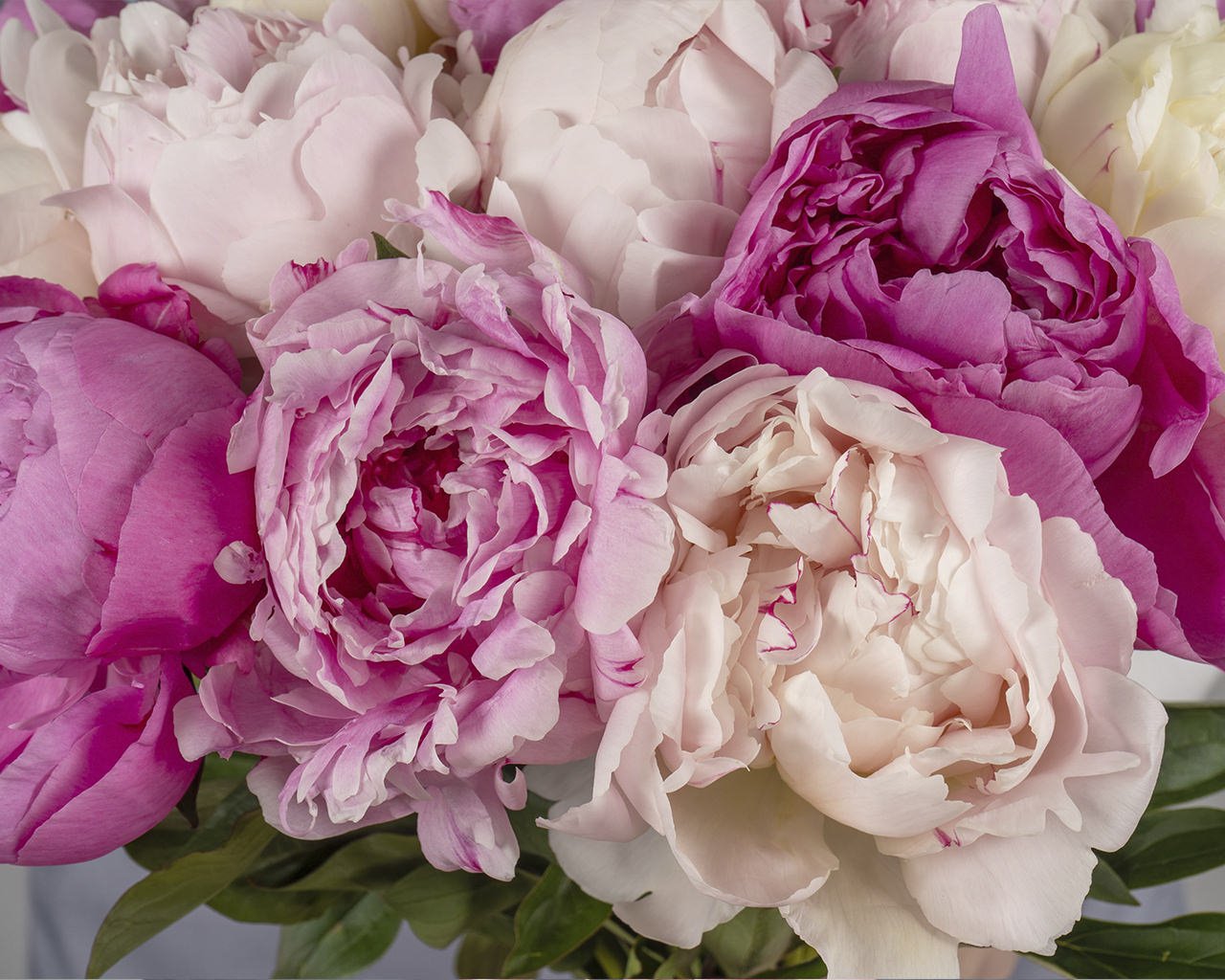 Букет из пионов микс (Сара Бернар) под ленту 15 шт - 4