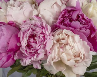 Букет из пионов микс (Сара Бернар) под ленту   15 шт small - 4