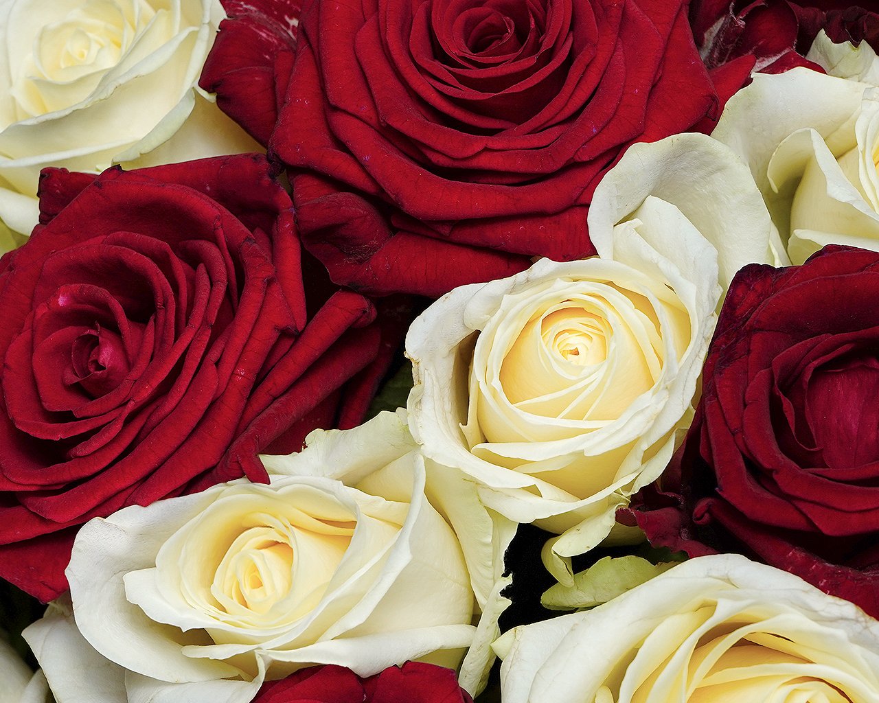 Букет из 35 белых и красных роз (Россия) под атласную ленту  35-40см - 4