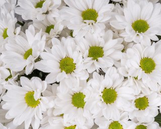 Букет из хризантем Бакарди в стильной упаковке      9 шт small - 4