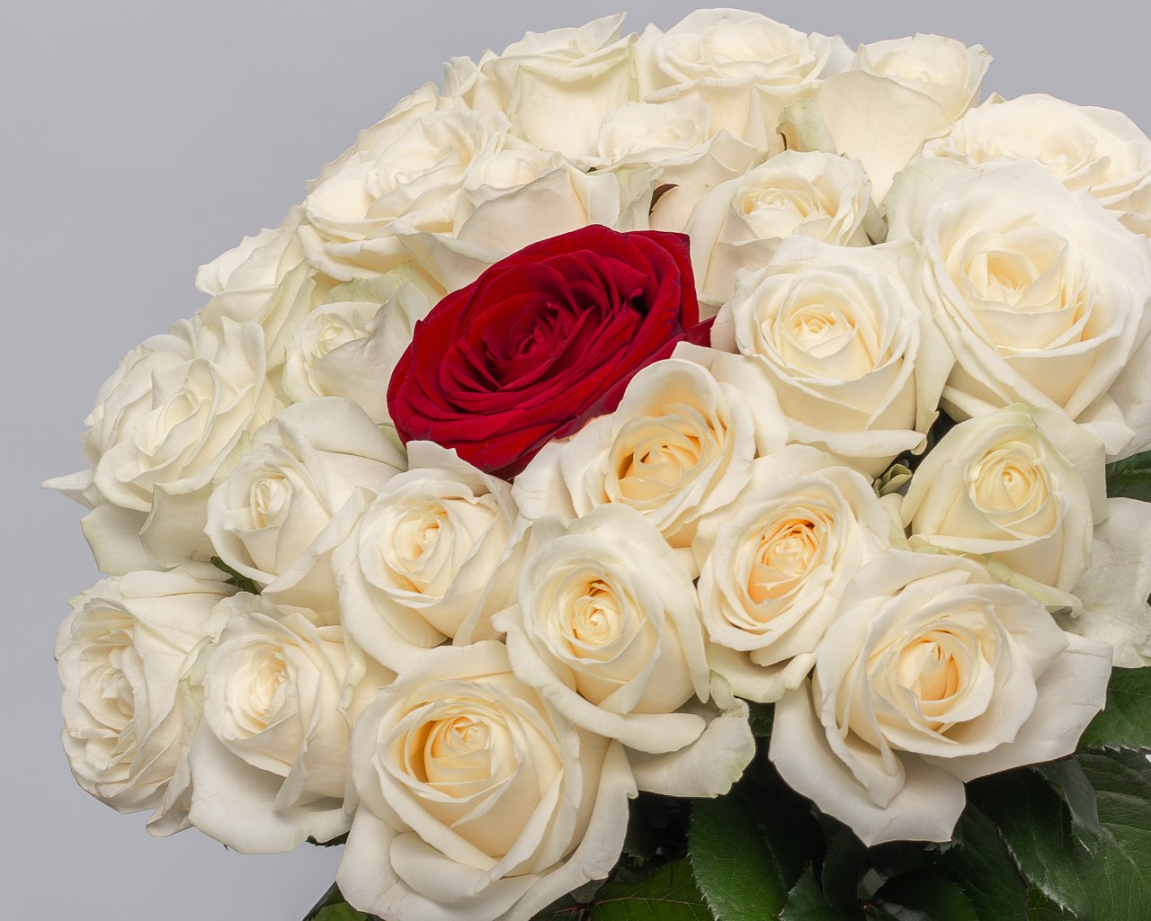 Букет из белых розы 35-40 см (Россия) с красной розой в центре под ленту    25 шт - 4