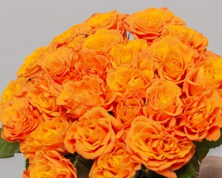 Букет из оранжевых роз 35-40 см (Россия) под ленту   25 шт small - 4