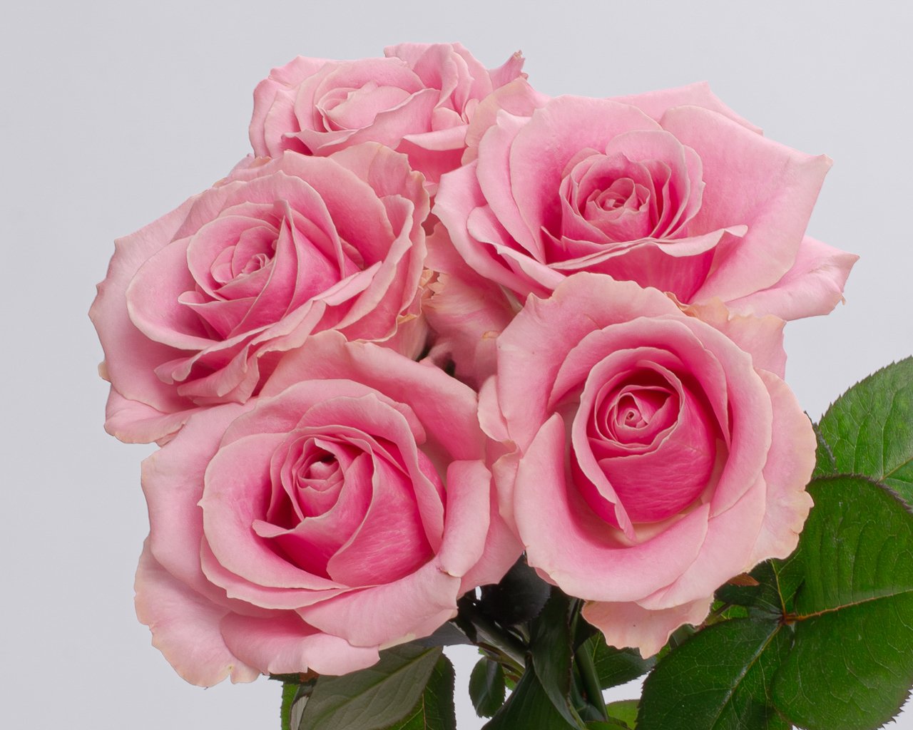 Букет из розовых роз 50-60 см (Россия) под атласную ленту     5 шт - 3