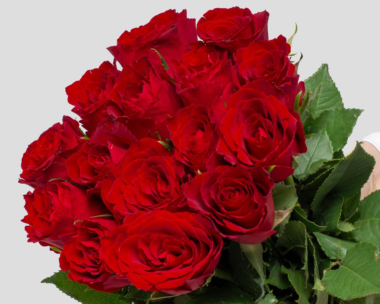 Букет из красных роз (Кения) 35-40 см под ленту     15 шт - 4