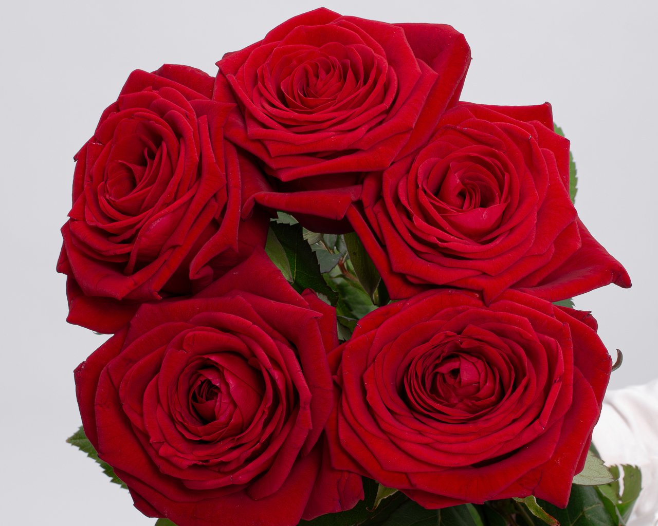 Букет из красных роз 50-60 см (Россия) под атласную ленту      5 шт - 3