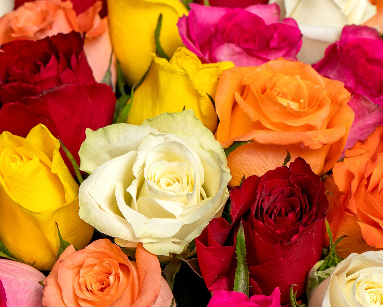 Букет из роз яркий микс 35-40 см (Кения) под атласную ленту    35 шт - 3