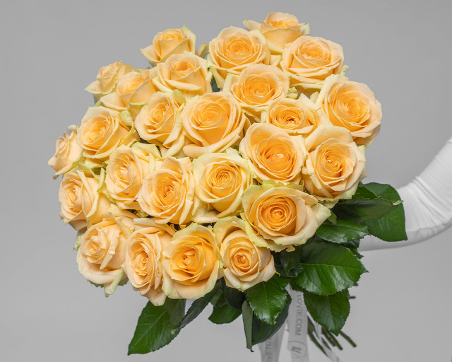 Букет из 25 кремовых роз 50-60 см (Россия) под атласную ленту  - 1